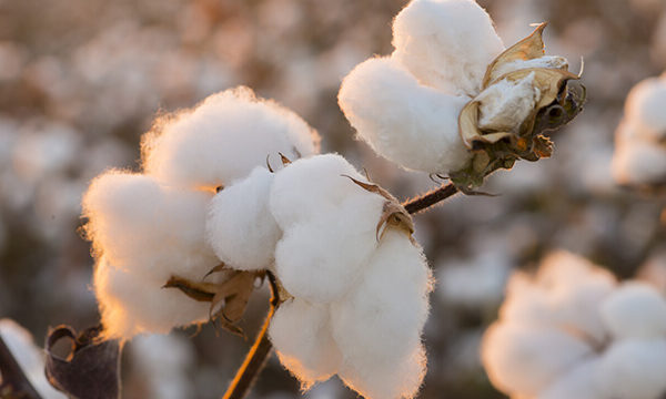 cotton