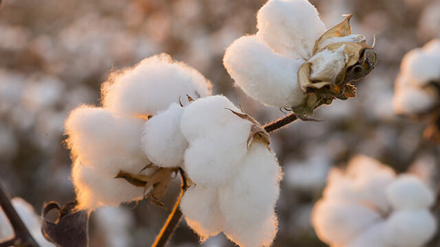 cotton