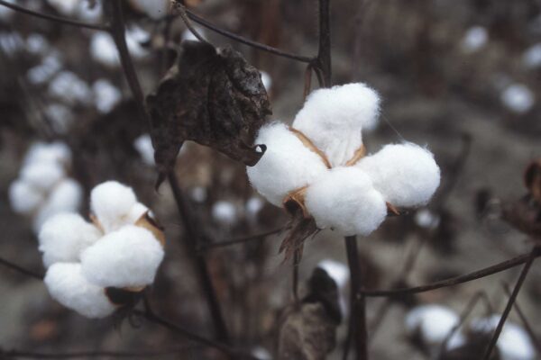 cotton