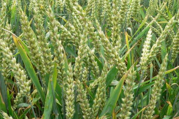 rabi crop