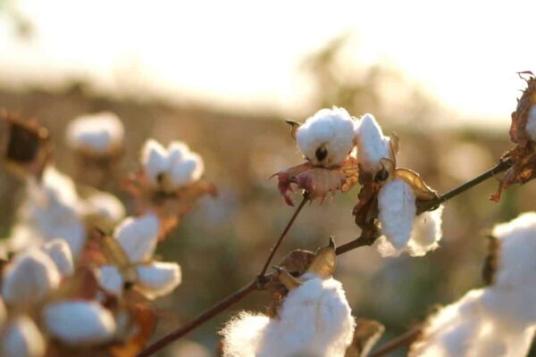 cotton