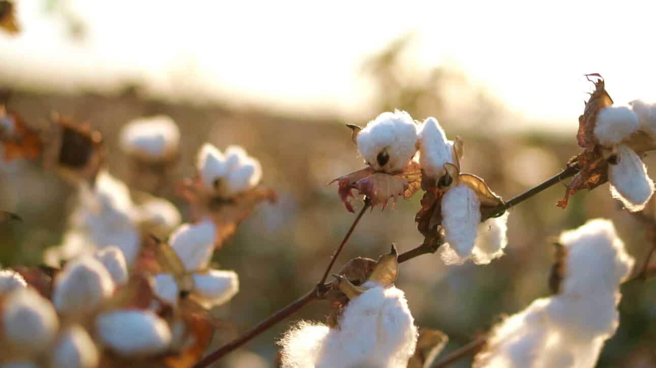 cotton