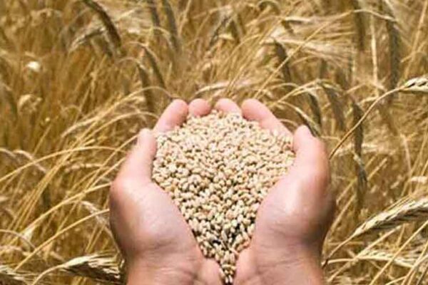 Govt targets record 354.64 mln tn foodgrain output for 2025-26